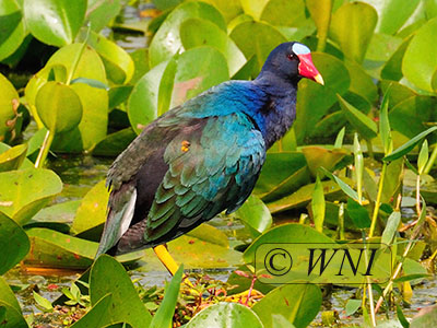 Purple Gallinule (Porphyrio martinica)